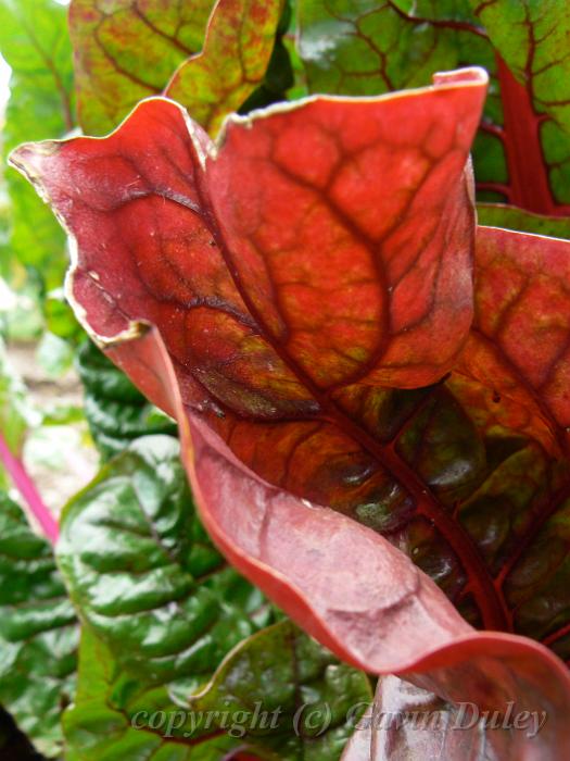 Rhubarb, Adelaide Botanic Gardens P1080803.JPG